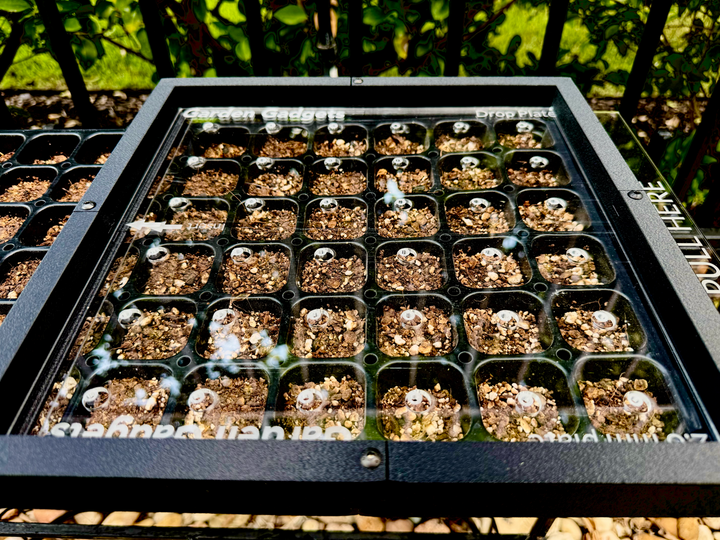 Drop Seeder - Half‑1020 Tray 72-cell